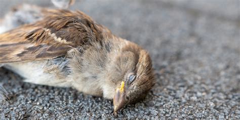 鳥死亡|野鳥が死んでいた場合の注意点